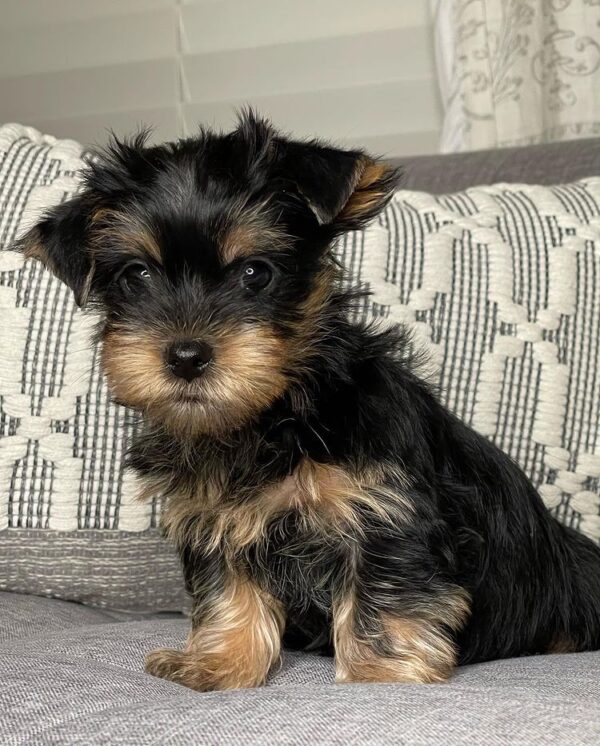 Yorkie puppies for sale