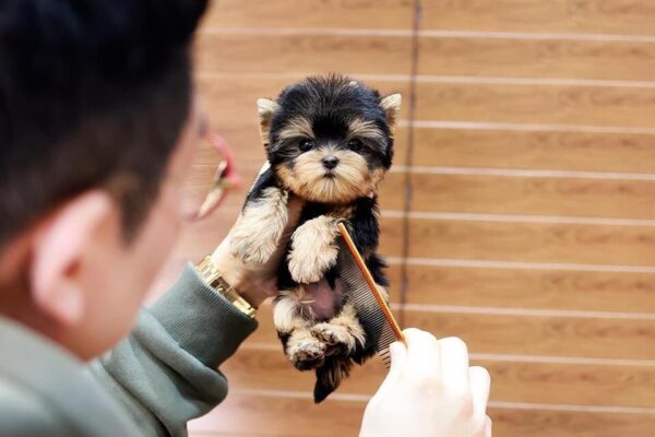 Yorkie puppies for sale in USA