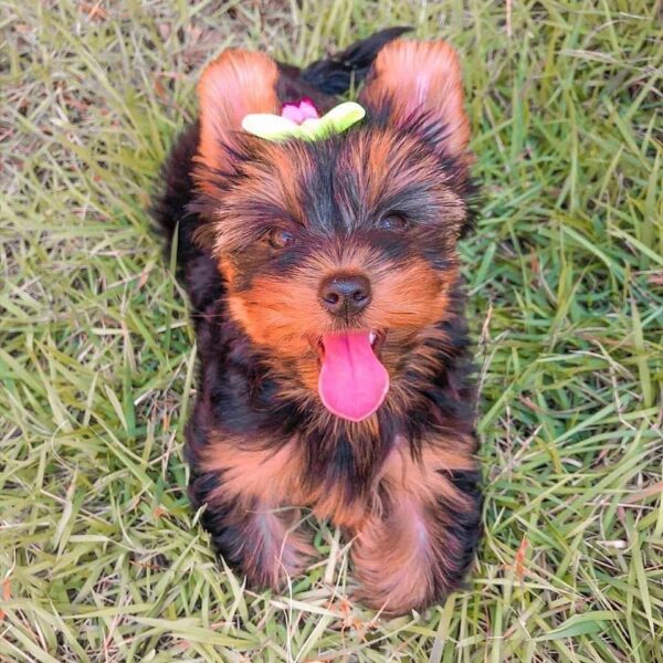 Yorkie puppies for sale in usa