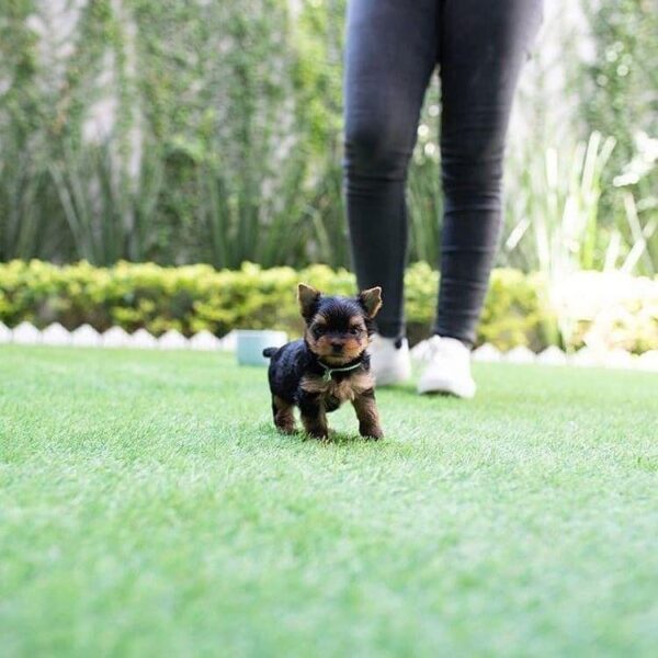 Yorkie puppies for sale in USA