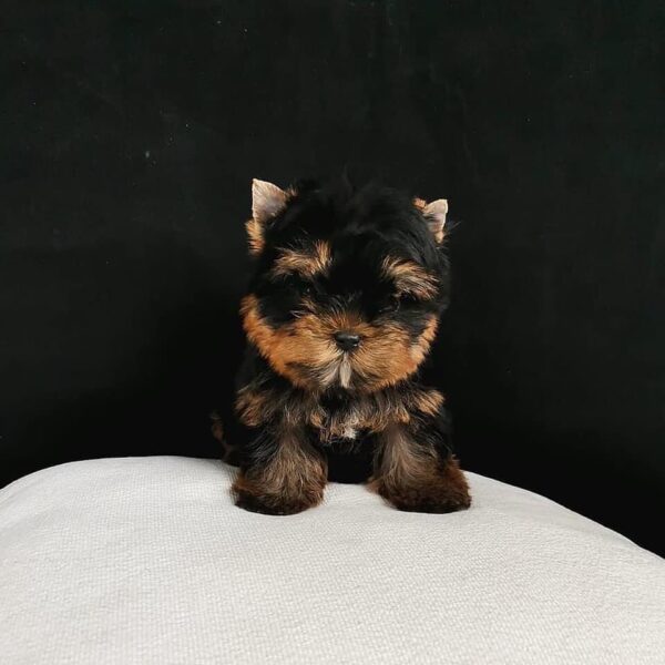 Yorkie pups for sale in USA