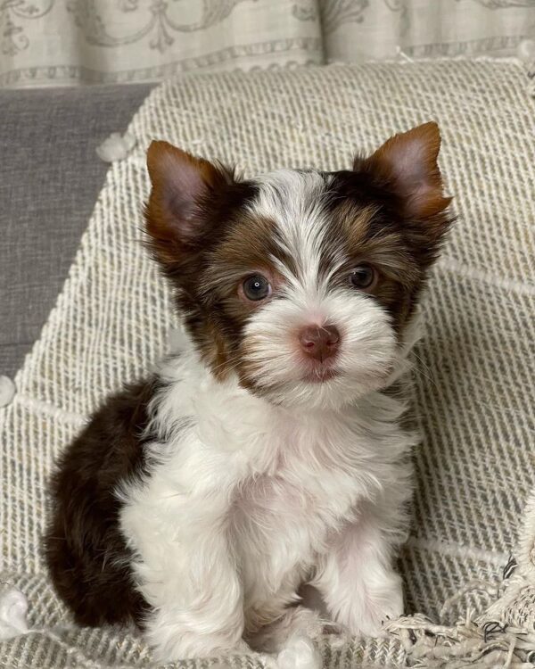 Yorkie puppies for sale in USA
