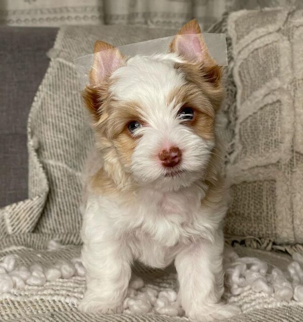 Yorkie puppies for sale in usa